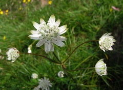 Astrantia bavarica