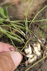 Isoetes melanopoda
