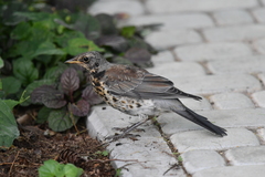 Turdus pilaris