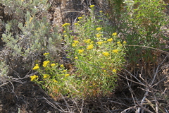 Chrysothamnus viscidiflorus lanceolatus