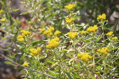 Chrysothamnus viscidiflorus lanceolatus