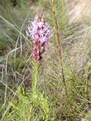 Liatris aestivalis