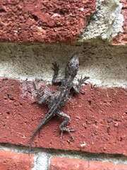 Anolis sagrei