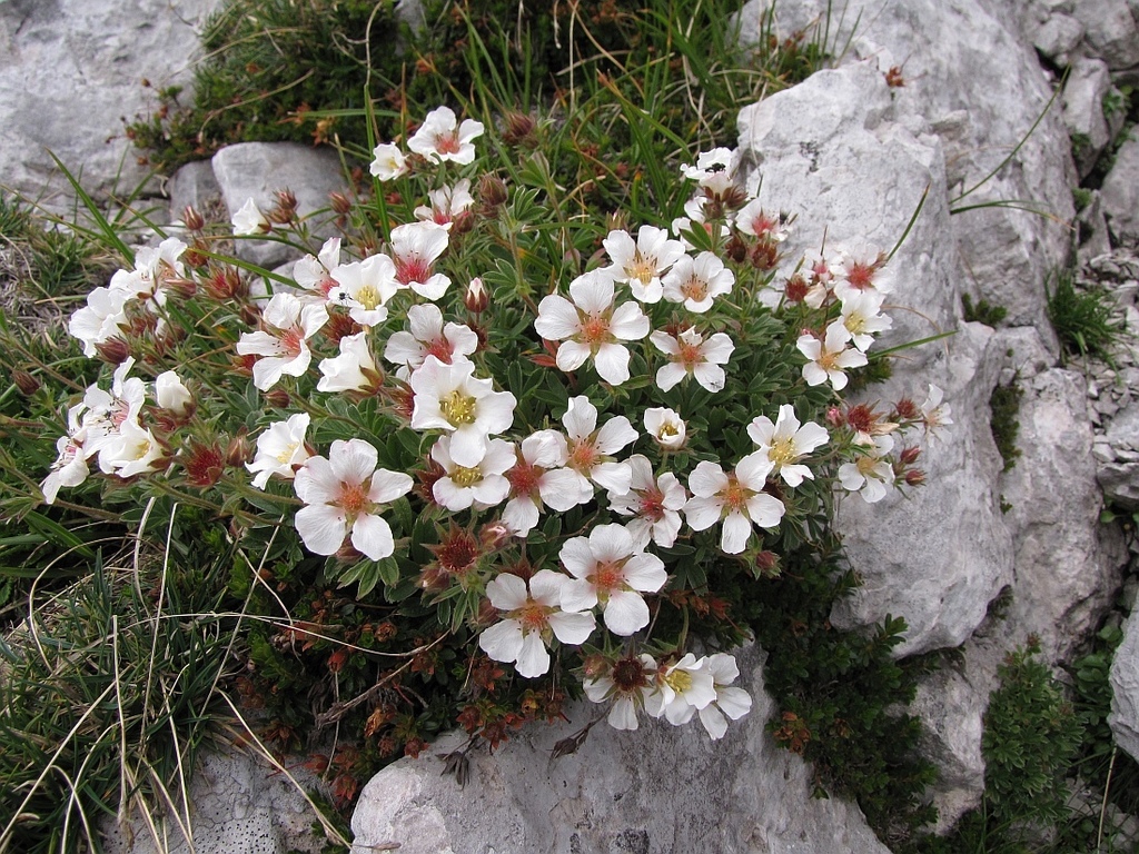 eastern cinquefoil