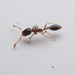 Flower Ant - Photo (c) Mason S., some rights reserved (CC BY-NC), uploaded by Mason S.