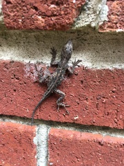 Anolis sagrei