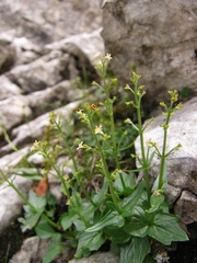 Valeriana elongata