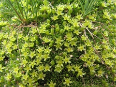 Cherleria sedoides