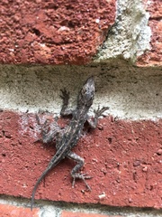 Anolis sagrei
