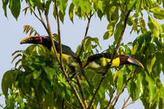 Pteroglossus viridis