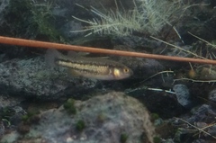 Crenichthys baileyi moapae