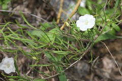 Stylisma pickeringii pattersonii