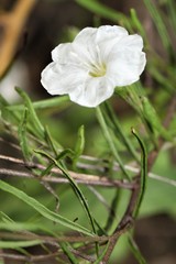 Stylisma pickeringii pattersonii