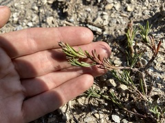 Penstemon crandallii
