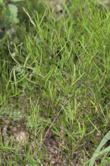 Stylisma pickeringii pattersonii