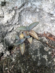 Kalanchoe daigremontiana