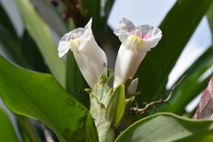Costus guanaiensis macrostrobilus