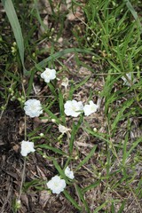 Stylisma pickeringii pattersonii
