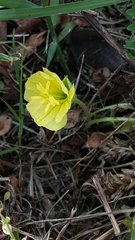 Oenothera triloba