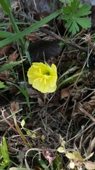 Oenothera triloba