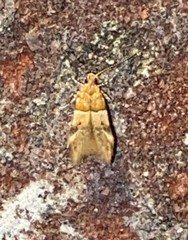 Theisoa constrictella