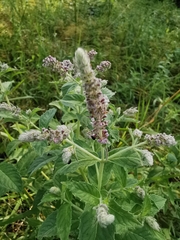 Mentha longifolia