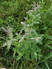Mentha longifolia