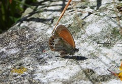 Coenonympha gardetta darwiniana