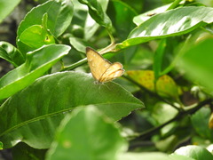 Mestra hersilia
