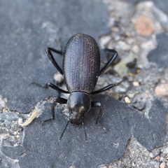Eleodes sponsa