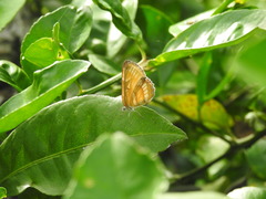 Mestra hersilia