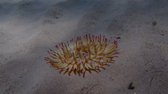 Condylactis aurantiaca