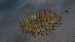 Condylactis aurantiaca