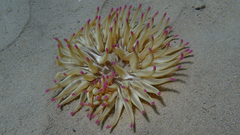 Condylactis aurantiaca