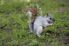 Sciurus aureogaster