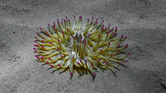 Condylactis aurantiaca