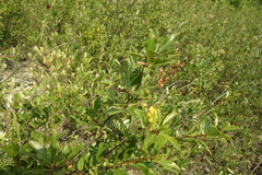 Prunus fruticosa