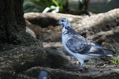 Columba livia domestica