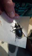 Lucanus