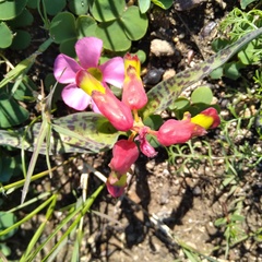 Lachenalia quadricolor