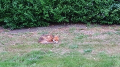 Vulpes vulpes