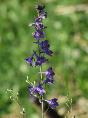 Delphinium exaltatum