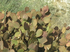 Opuntia microdasys