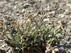 Physaria pulvinata