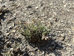Physaria pulvinata