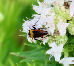 Macrosiagon flavipennis