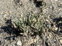 Physaria pulvinata