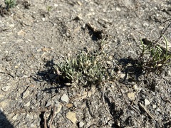 Physaria pulvinata