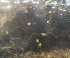 Pyrgulopsis