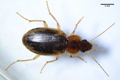 Tanystoma maculicolle